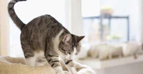 Por que gatos ‘amassam pãozinho’? A curiosa massagem que os felinos fazem nos donos e superfícies