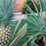 15 dicas para conservar a frescura das suas frutas e legumes por muito tempo