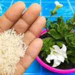 Como plantar abacaxi em vaso da maneira mais fácil e rápida