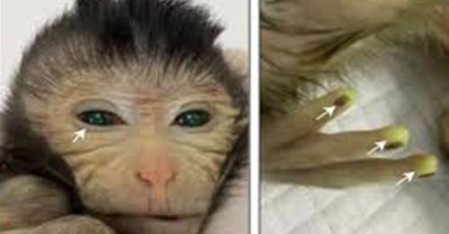 Cientistas chineses criam macaco com dedos fluorescentes
