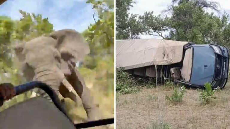 Elefante mata turista de 80 anos e fere quatro pessoas em safari