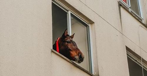 Depois de Caramelo, cavalo fica preso no terceiro andar de prédio no RS