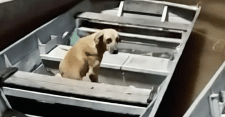 Este cão vive num barco. Está há um mês à espera do dono que o mar levou