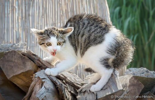 Por que o gato tem medo de pepino?