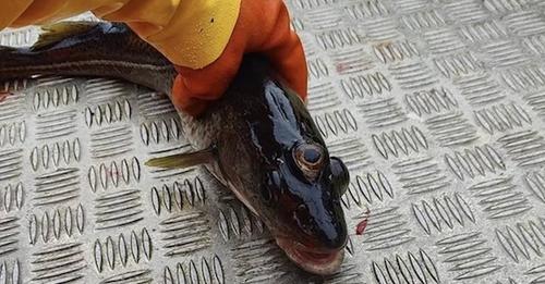 Peixe de três olhos é pescado na Groenlândia