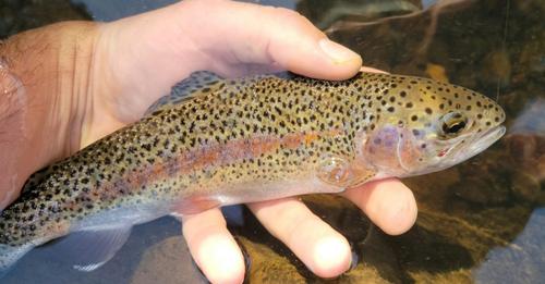 ‘Peixe mais raro das Américas’ é visto pela 1ª vez em dez anos em riacho e acende esperança