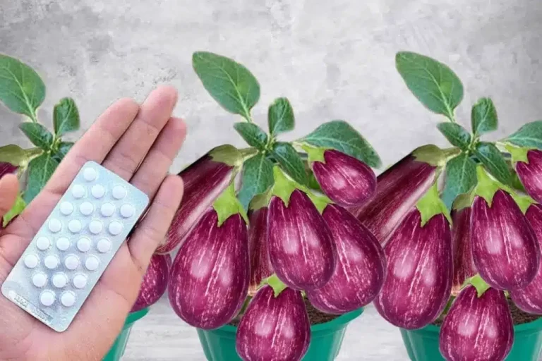 Como plantar berinjela em vaso: ótima idéia para quem tem pouco espaço no quintal