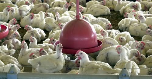 Gripe Aviária no RS: produtores e frigoríficos tentam evitar queda nos preços de frangos e ovos