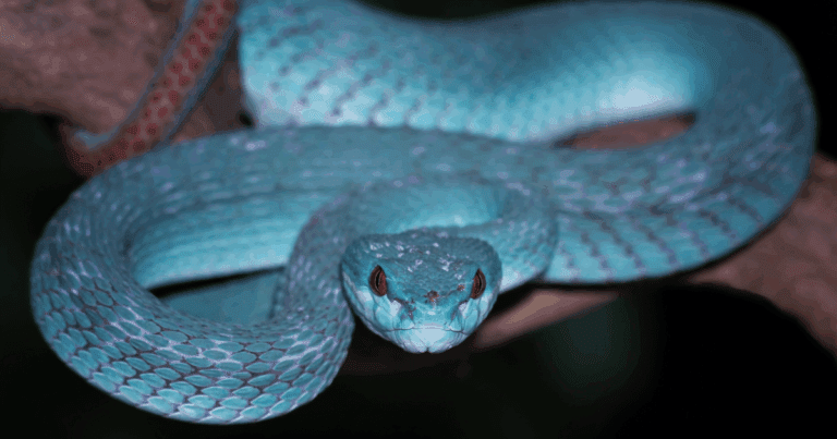 Já conhece a cobra azul? Víbora é a mais letal do Brasil